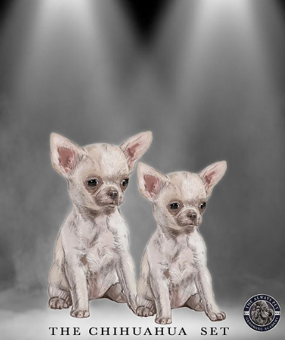 Chihuahua set - Always Your Friend